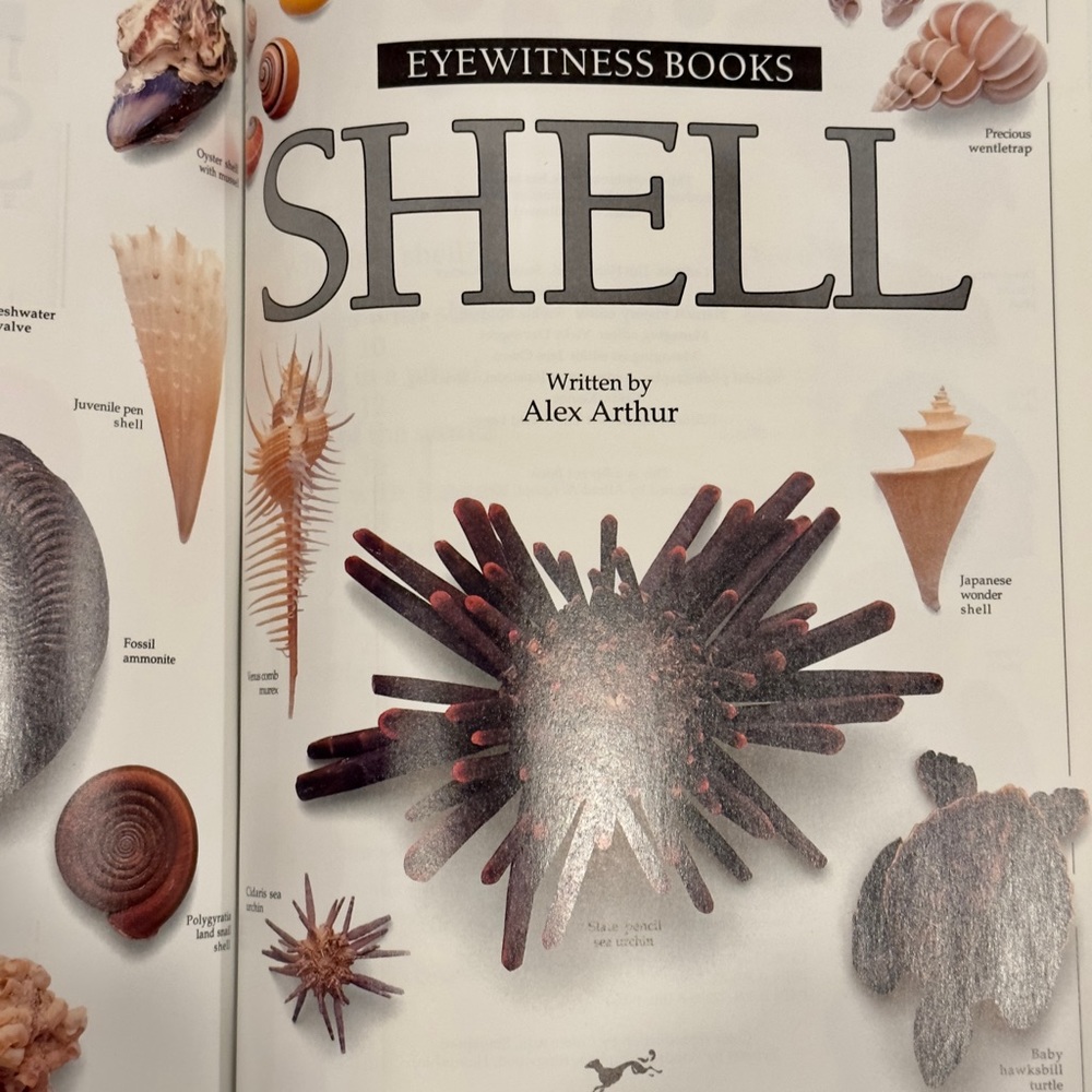 Eyewitness Books “Shell” - Picture 3 of 4